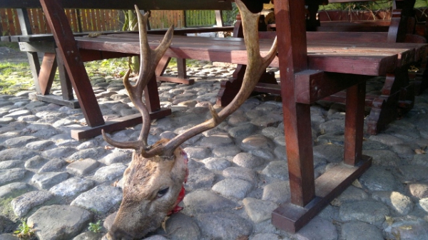 Damhirschjagd