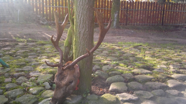 Damhirschjagd