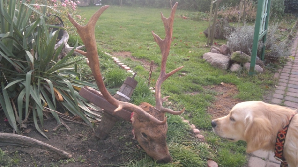 Damhirschjagd