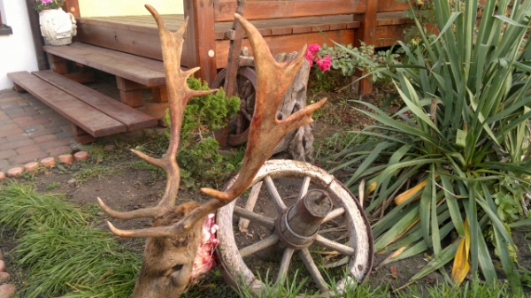 Damhirschjagd