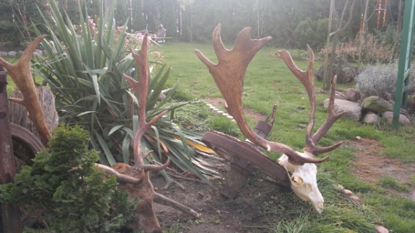 Damhirschjagd