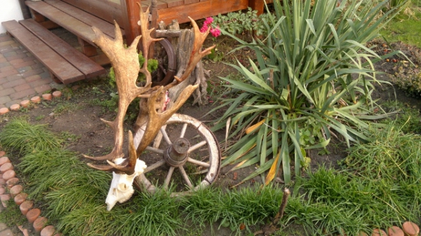 Damhirschjagd