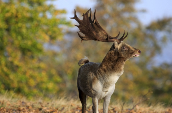 Damhirschjagd