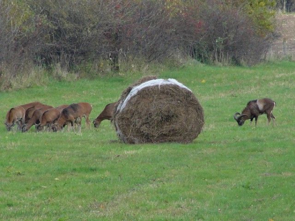 Muflonjagd