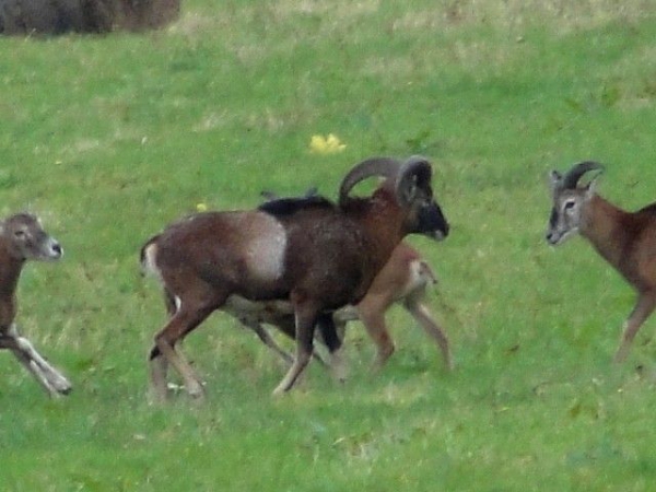 Muflonjagd