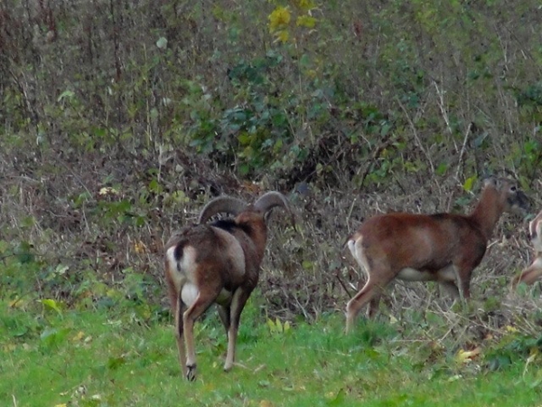 Muflonjagd