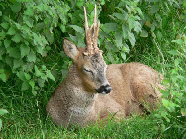 Unsere Jagdreviere