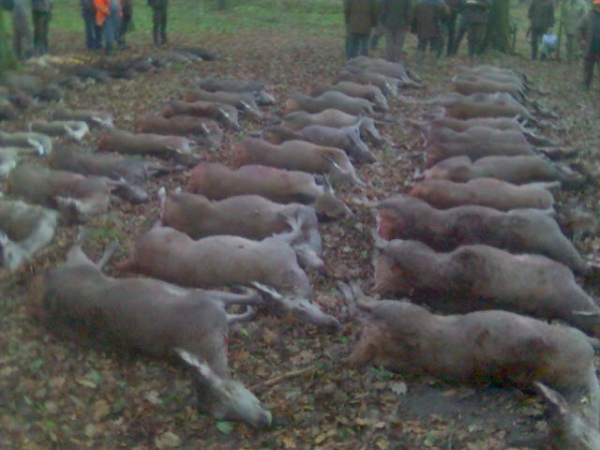 Drückjagd