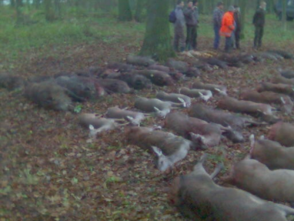 Drückjagd