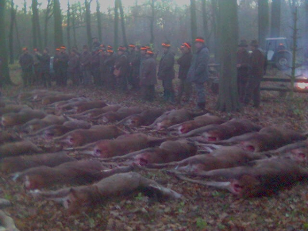 Drückjagd