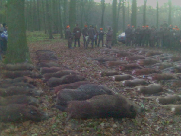 Drückjagd