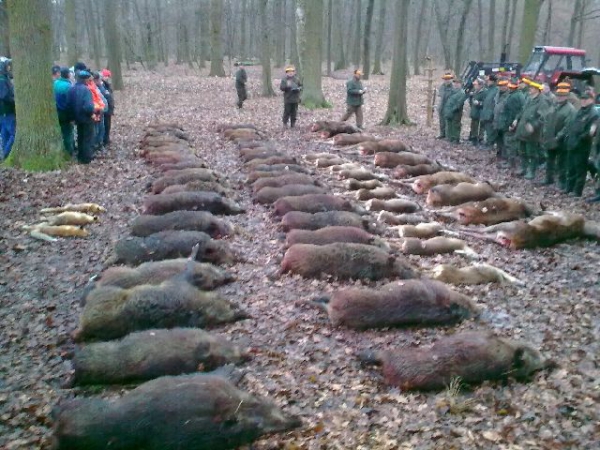 Drückjagd