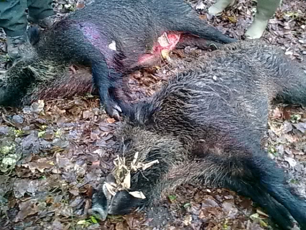 Drückjagd