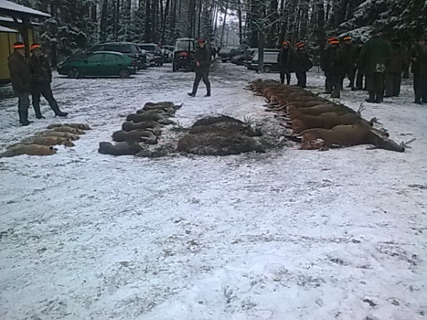 Drückjagd