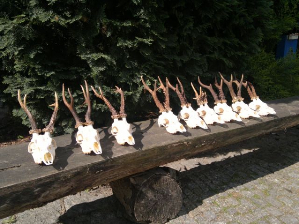 Bockjagd