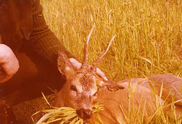 Bockjagd