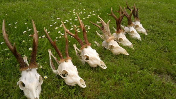 Bockjagd