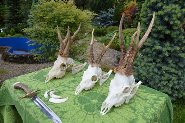 Bockjagd