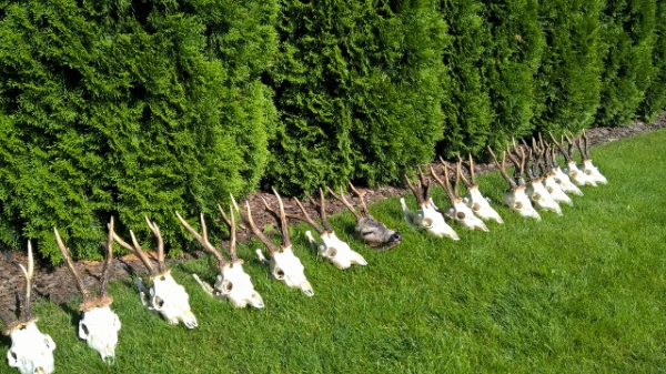 Bockjagd