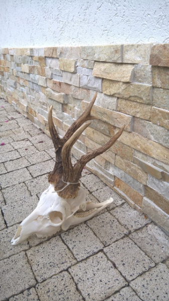 Bockjagd