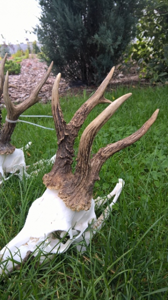 Bockjagd