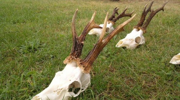 Nach der langen Covidzeit kehrten wir zurück zur Jagdbuchung! Willkommen